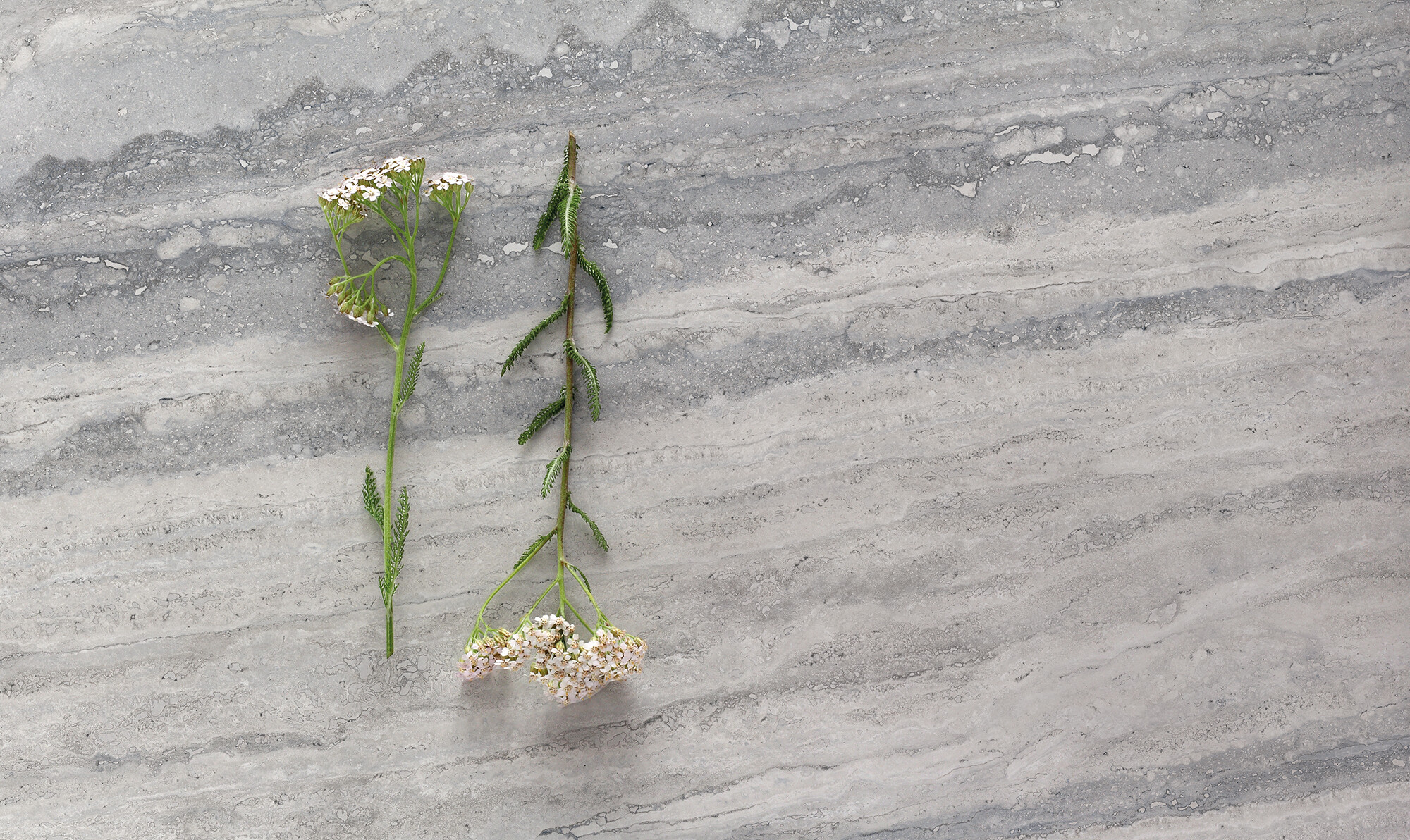 Feinsteinzeug Fliese Travertinoptik Grau Matt 60x60 - ENVO897